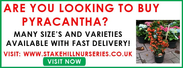 advertising banner to stakehillnurseries.co.uk