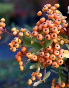 Pyracantha 'Firelight' with orange berries