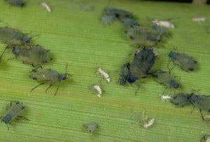 aphids1 Aphids attacking plant