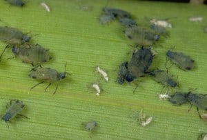 Aphids attacking plant