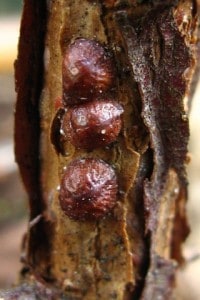 Brown scale insects on Pyracantha