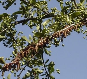 Caterpillars which have invested in Pyracantha shrub