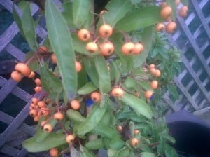 Pyracantha 'Mohave' which produce orange berries