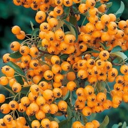 Pyracantha 'Golden Charmer' which has golden yellow berries