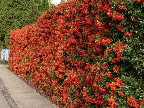 pyracantha-hedge.jpg