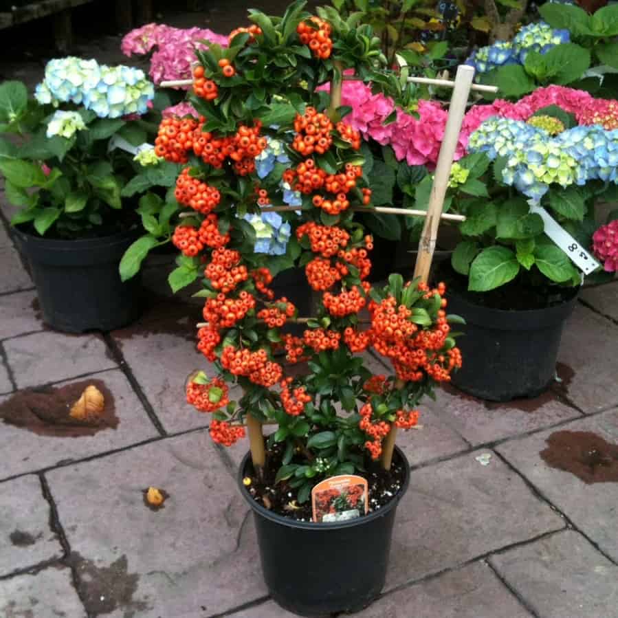 Commonly referred to as the Firethorn, this Evergreen shrub is incredibly easy to grow and it will thrive in multiple settings, whether planted as a specimen shrub, trained onto a trellis, used as a hedge, or grown in a container.