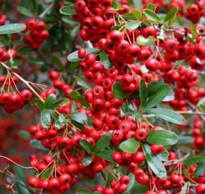 Pyracantha 'Red Column' is an evergreen shrubs used for training up walls and hedges