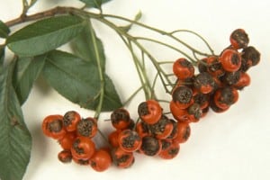 Pyracantha Scab