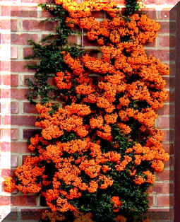 picture of Pyracantha with orange berries which has been trained up a trellis on a wall