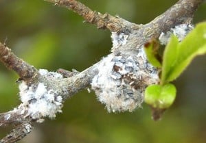 whoolly-aphid whoolly aphids on Pyracantha