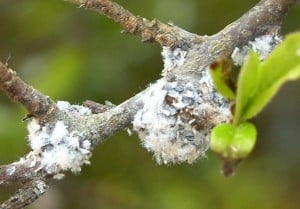 whoolly aphids on Pyracantha