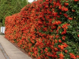picture of pyracantha coccinea hedge