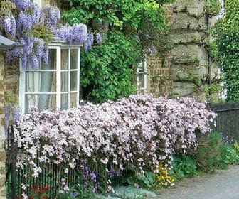 planting clematis. clematis grown up fence