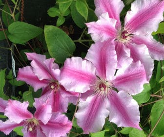 picture of clematis ooh la la clematis for planting and pruning