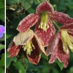 Beautiful Clematis plants