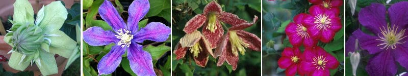 Beautiful Clematis plants