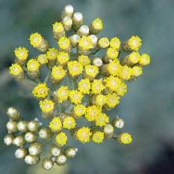 Curry plant as used as a cat deterrent plant and produce beautiful yellow flowers.