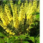 winter flowering plants and ones that provide winter interest can add so much needed colour to your garden. Good winter plants for providing colour include viburnum, mahonia, primula, cornus, viola, pansy, ivy and many more.