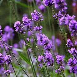 lavender which is a natural cat repellent is usually sold as a garden herb