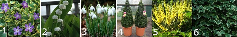 Plants for shade including bulbs, perennials, shrubs, climbers. Includes shade loving plants for such areas as dry shade, wet shade, partial shade, dense shade and include flowering and non flowering plants. plants for shade including bulbs, perennials, shrubs, climbers