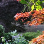 shde loving plants for shady areas of the garden