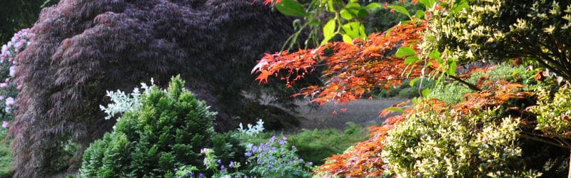 shde loving plants for shady areas of the garden