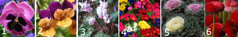 Top 10 winter bedding plants