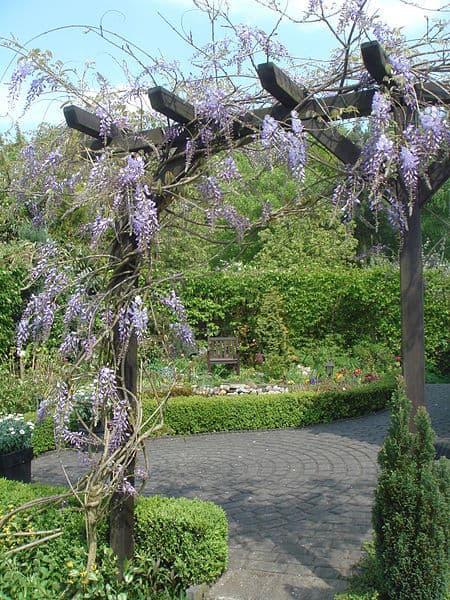 Pruning Wisteria