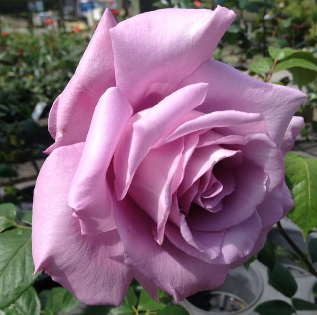 when to plant a climbing rose