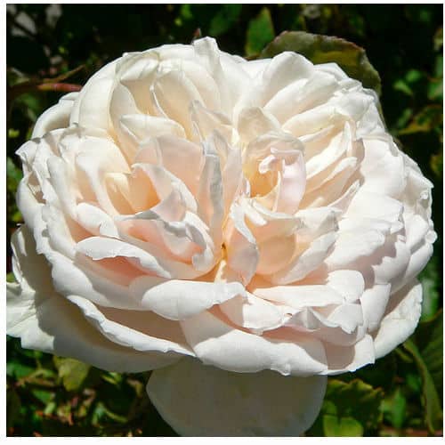 Madame Alfred Carriere white climbing rose