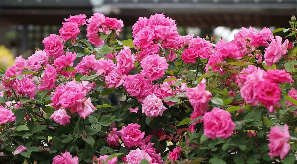 Roses you can plant on a north facing wall