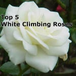 Top 5 white climbing roses