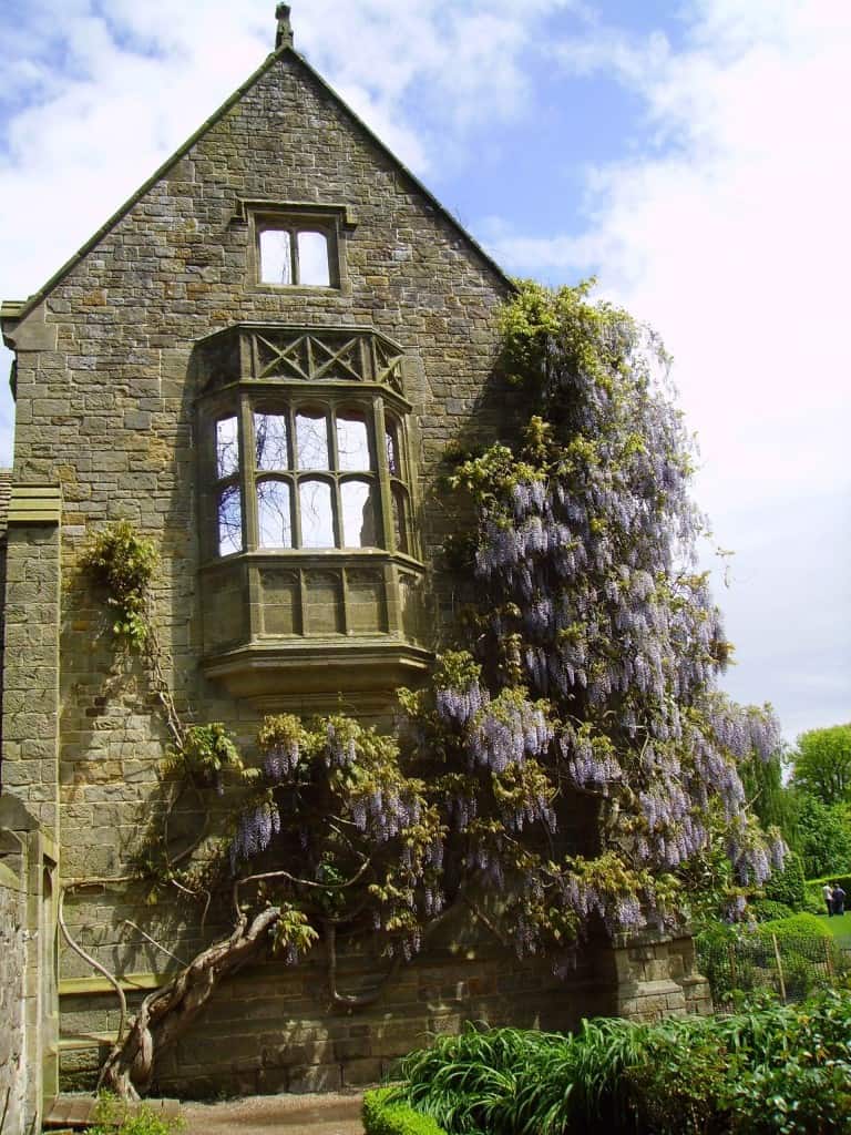 Wisteria at Nymans Gardens and 