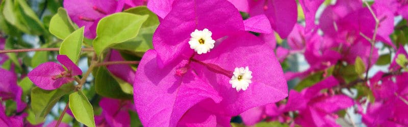 bougainvillea Plant