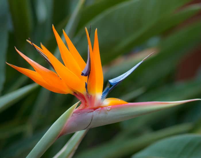 bird of paradise house plant flower