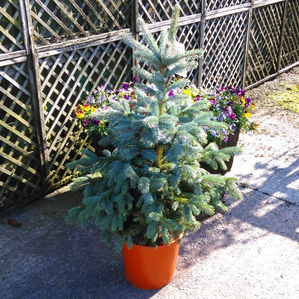 pot grown christmas tree, ideal for planting outdoors
