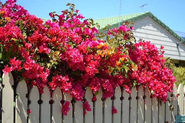 bougainvillea flower