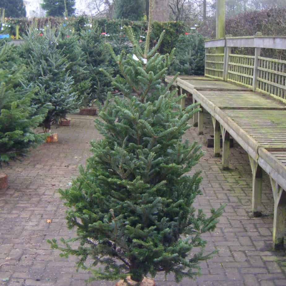 Fraser Fir Christmas Tree, usually slim and drop very little needles. Great for indoors