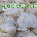 when to plant garlic