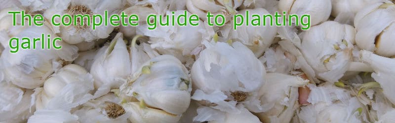 when to plant garlic