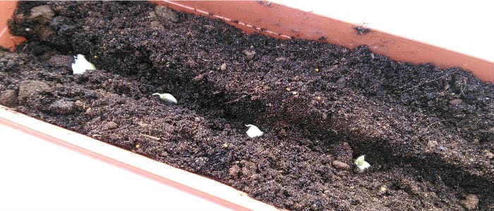 growing garlic in pots