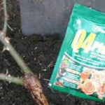 how to plant bare root rose