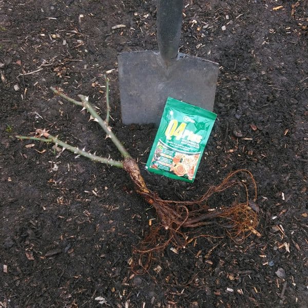 how to plant bare root rose step1
