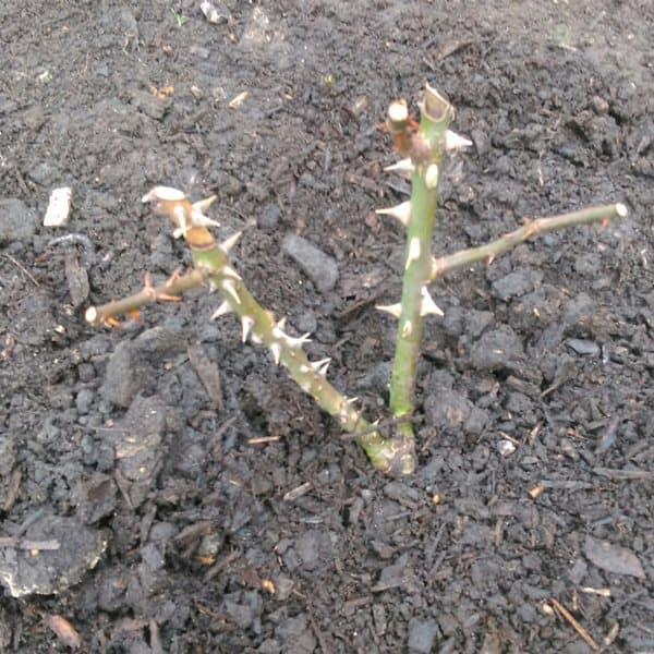 how to plant bare root rose step5 Pyracantha.co.uk