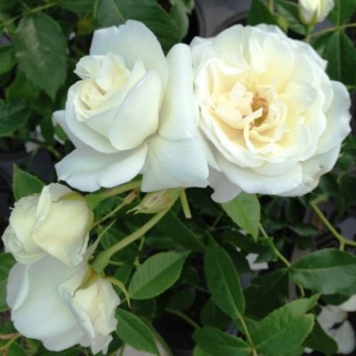 Iceberg white climbing rose, nearly thornless variety is ideal for around doors and is safer if you have little ones around/ Iceberg white climbing rose