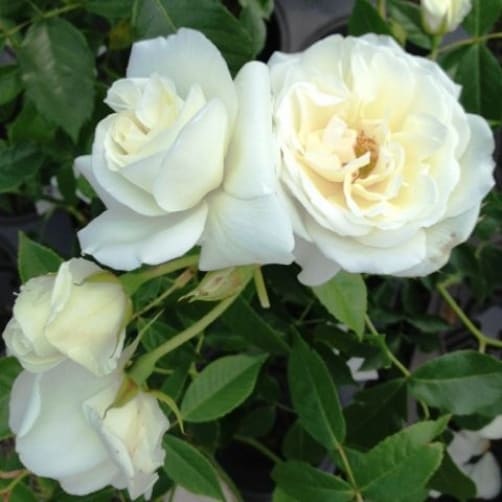 Iceberg white climbing rose