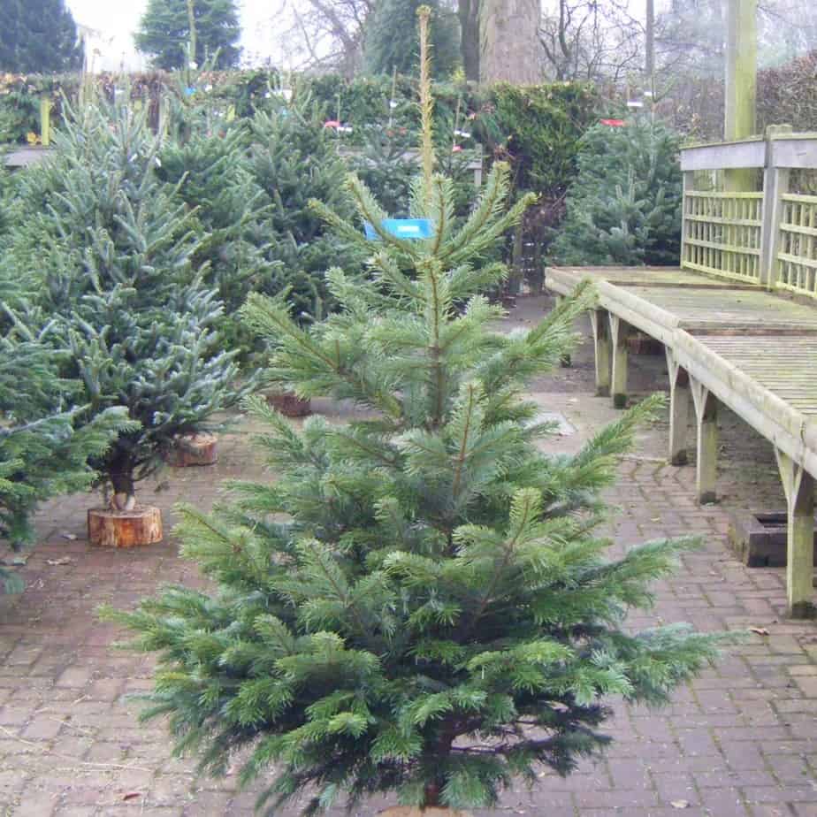 Nordman Fir Christmas Tree are low drop trees but usually have a wider base so need plenty of room