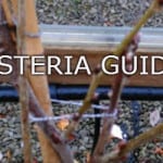 pruning wisteria