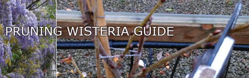 pruning wisteria