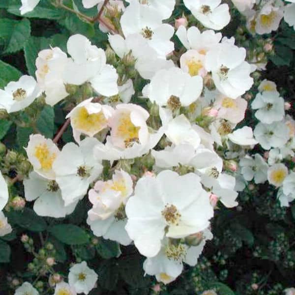 Rambling Rector white rambling rose ideal for climbing up walls and fences, is also good for cut flowers and has average disease resistance.